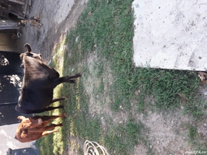 vand vitei de rasa - imagine 4