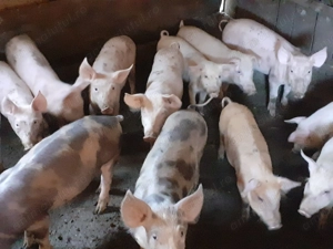 Purcei de vanzare  - imagine 3 Purcei de vanzare  - imagine 3