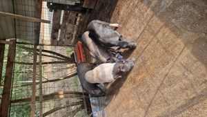 Porci vietnamezi corci cu mistreț 