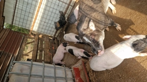 Porci vietnamezi corci cu mistreț  - imagine 5