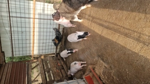 Porci vietnamezi corci cu mistreț  - imagine 3