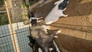 Porci vietnamezi corci cu mistreț  - imagine 4