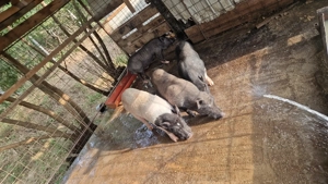 Porci vietnamezi corci cu mistreț  - imagine 2