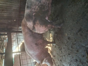 Vind porci de carne  - imagine 2