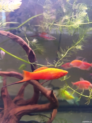Pești de acvariu 