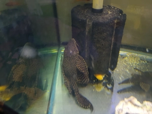 Pești de acvariu  - imagine 2