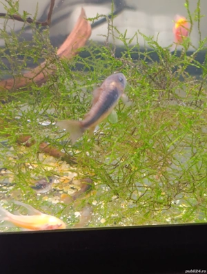 Pești de acvariu  - imagine 4