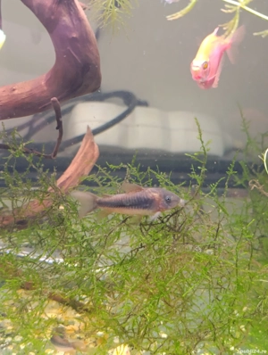 Pești de acvariu  - imagine 3