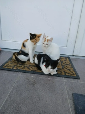 donez pisicuți - imagine 2