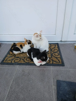 donez pisicuți - imagine 3