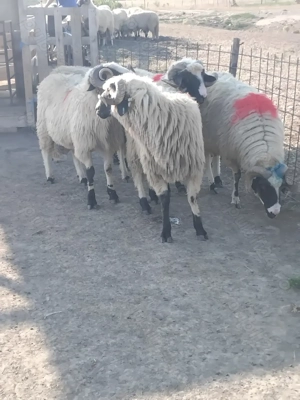 Vand 5 berbeci miori 