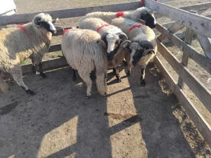 Vand 5 berbeci miori  - imagine 4 Vand 5 berbeci miori  - imagine 4