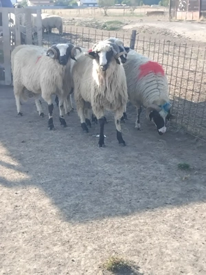 Vand 5 berbeci miori  - imagine 3 Vand 5 berbeci miori  - imagine 3