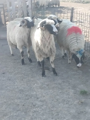 Vand 5 berbeci miori  - imagine 2 Vand 5 berbeci miori  - imagine 2