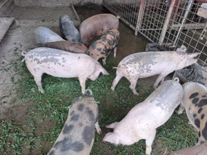 Soldani de vanzare 40kg+