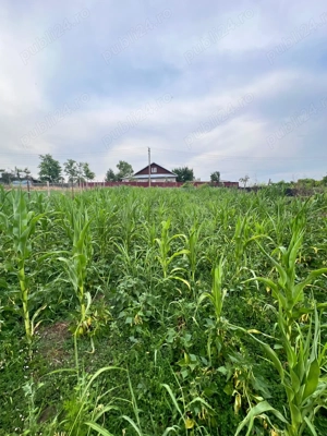 Teren intravilan 855 mp, Perieni, Probota, Iasi - imagine 6