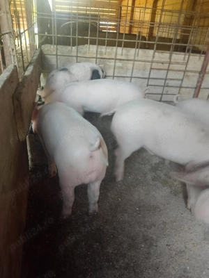 Disponibil 12 săptămâni 