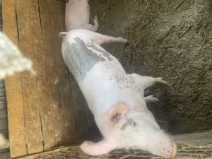 Scroafe 100-150 kg mai multe detalii descriere