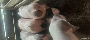 Scrofite petrain belgian  - imagine 4