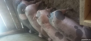 Scrofite petrain belgian  - imagine 3