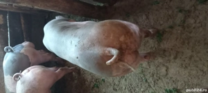 Scrofite petrain belgian 