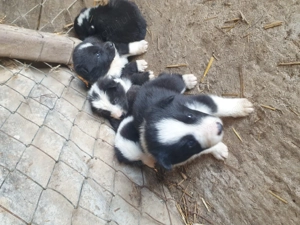 Disponibili karelian bear dog de vanatoare doar vanat negru  - imagine 2