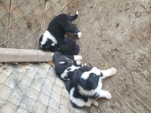 Disponibili karelian bear dog de vanatoare doar vanat negru  - imagine 3