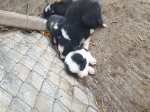 Disponibili karelian bear dog de vanatoare doar vanat negru  - imagine 5