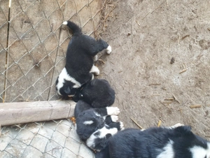 Disponibili karelian bear dog de vanatoare doar vanat negru  - imagine 4