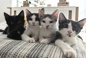 Trei prințese cu mustăți deparazitate intern și extern te caută!