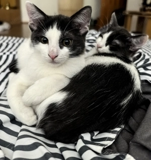 Trei prințese cu mustăți deparazitate intern și extern te caută! - imagine 2