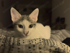 Trei prințese cu mustăți deparazitate intern și extern te caută! - imagine 3