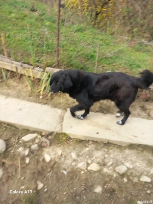 Vând ciobănesc Corb femela, rasă pură ! - imagine 2