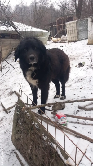 Vând ciobănesc Corb femela, rasă pură ! - imagine 3