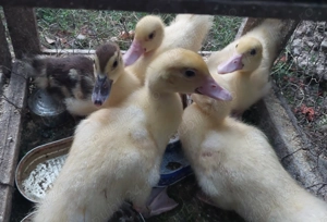 Vand boboci rata leseasca