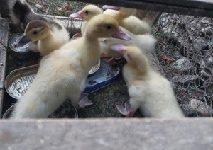 Vand boboci rata leseasca - imagine 2