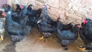 schimb găini de rasa și cocosi carne