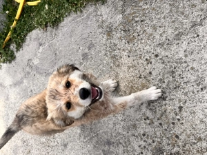 Vând cățeluși  - imagine 2