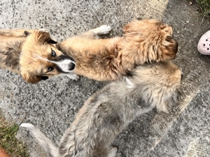 Vând cățeluși  - imagine 3