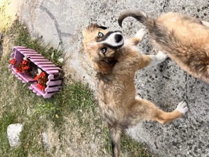 Vând cățeluși  - imagine 4