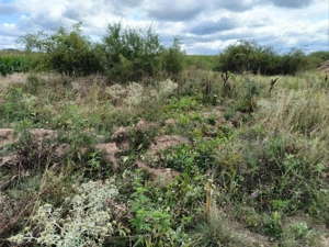 Vand teren extravilan agricol  - imagine 2