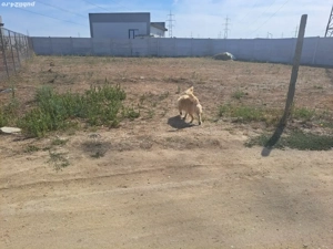 Vand teren intravilan  - imagine 3