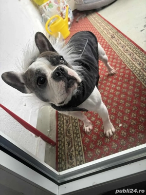 vand catelusa bulldog francez 