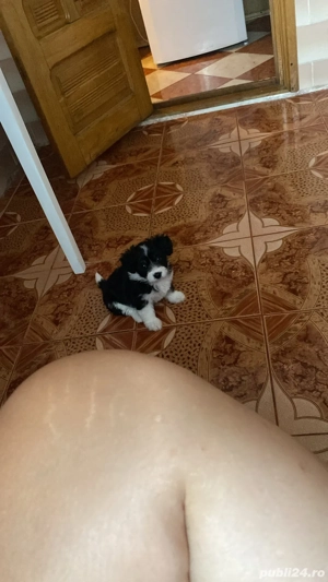 vand bichon  - imagine 2 vand bichon  - imagine 2