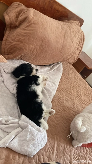 vand bichon  - imagine 3 vand bichon  - imagine 3