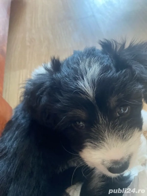 vand bichon  - imagine 4 vand bichon  - imagine 4