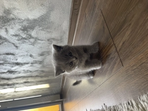 Pui Scottish Fold  - imagine 2