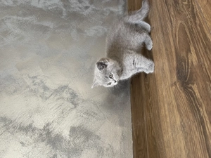 Pui Scottish Fold  - imagine 5