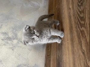 Pui Scottish Fold  - imagine 3