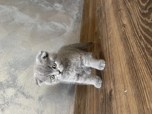 Pui Scottish Fold  - imagine 4